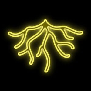 Kava Kava extrakt